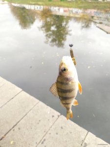 IMG_20201109_141833.jpg