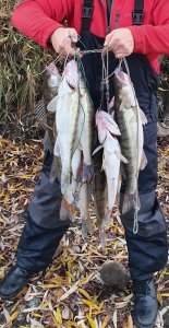20201111_130217.jpg