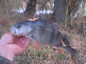 IMG_4466.JPG