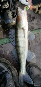 IMG_20201112_133107.jpg