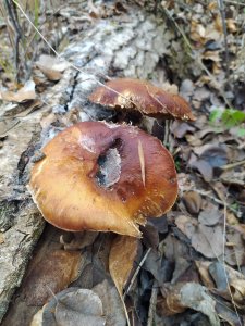 IMG_20201115_090550.jpg
