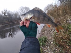 IMG_20201115_083538.jpg