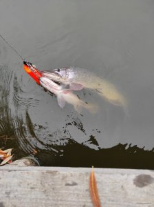IMG_20201115_131530.jpg