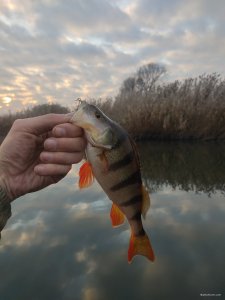 IMG_20201114_071452.jpg