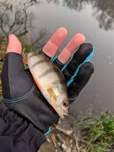 IMG_20201119_095310.jpg