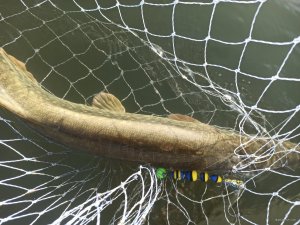 IMG_20201113_140056.jpg
