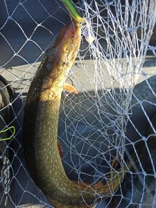 IMG_20201113_091019.jpg
