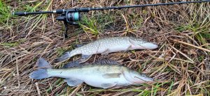 IMG_20201128_123806.jpg