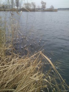IMG_20201203_131247.jpg