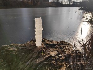 IMG_20201205_093113_1.jpg