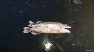 20201207_065722.jpg