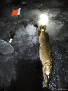 IMG_20201208_060315.jpg
