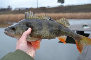 DSC_0026.jpg