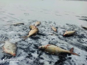 IMG_20201219_210717.jpg