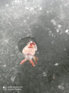 IMG_20201219_114625.jpg