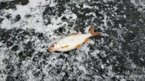 IMG_20201220_140023.jpg