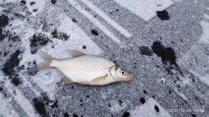 IMG_20201220_103935.jpg