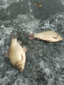IMG_20201220_141727.jpg