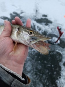 IMG_20201220_074239.jpg