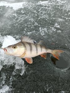 IMG_20201220_100716.jpg