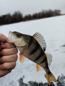IMG_20201220_100833.jpg