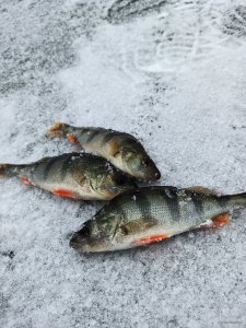 IMG_20201220_121215.jpg