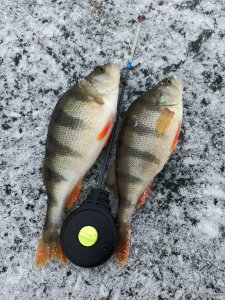 IMG_20201220_124038.jpg