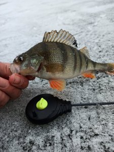 IMG_20201220_124055.jpg