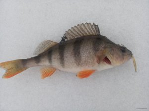 IMG_20201226_103310.jpg