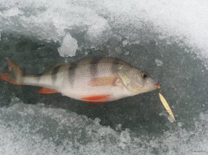 IMG_20201226_100714.jpg