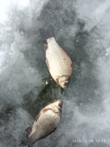 IMG_20201226_132333.jpg