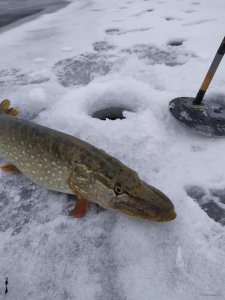 IMG_20201227_094909.jpg