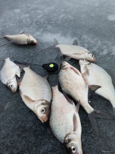 IMG_20201226_092123.jpg