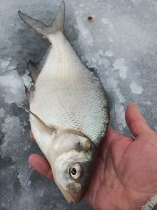 IMG_20201226_093917.jpg