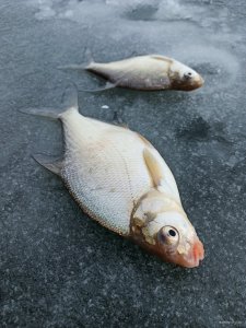 IMG_20201226_123033.jpg