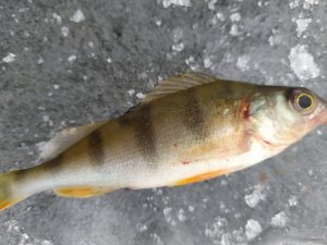 IMG_20201228_141536.jpg