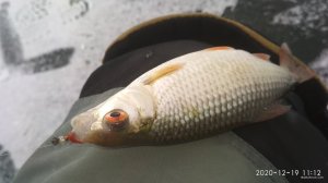 IMG_20201219_111258.jpg