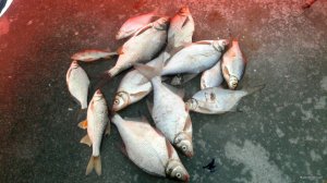 IMG_20201229_185301_005.jpg