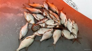 IMG_20201229_185143_037.jpg