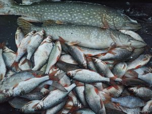 IMG_20201225_153210.jpg