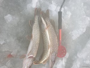 20201226_131642.jpg