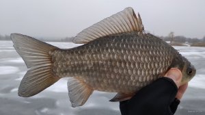 IMG_20201230_103654.jpg