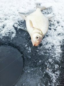 IMG_20210109_120902.jpg