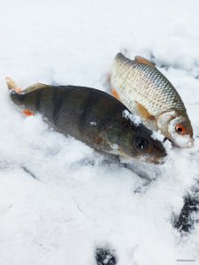 IMG_20210109_124516.jpg
