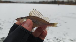 IMG_20210111_075601.jpg