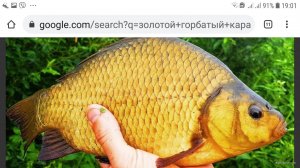 Screenshot_20210204-190112_Chrome.jpg