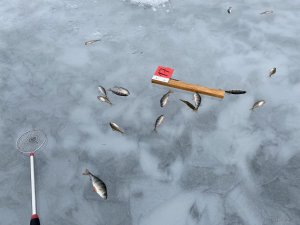 IMG_4318.JPG