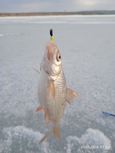 IMG_20210304_075017.jpg