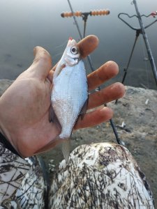 IMG_20210307_065652.jpg