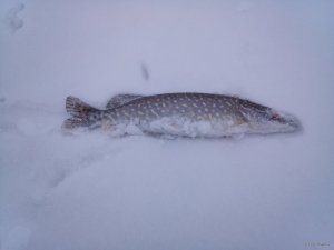 IMG_20210313_055005.jpg
